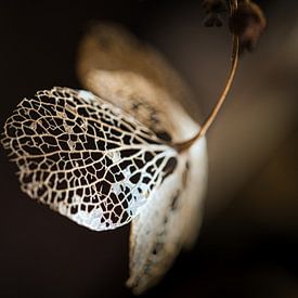 Hydrangea leaf in the sunlight by Fokko Muller