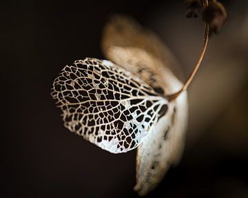 Hortensiablad in het zonlicht