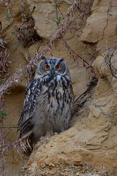 Eurasian Eagle Owl ( Bubo bubo ), young bird, sitting in a steep sand cliff, watching directly, big  van wunderbare Erde