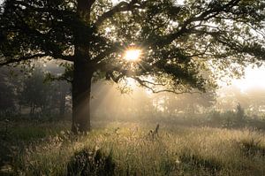 Planken Wambuis Teil 103