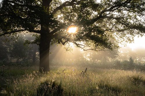 Planken Wambuis part 103