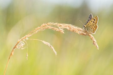 Papillon de feu brun sur Danny Slijfer Natuurfotografie