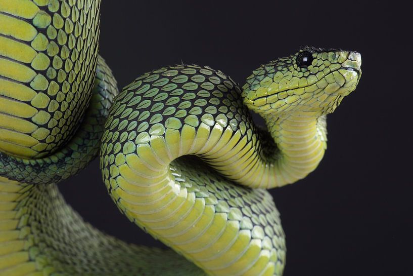 Vipère arboricole de Nitsche (Atheris nitschei) par Ronald Pol