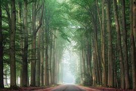 Greenery road by Yen Do