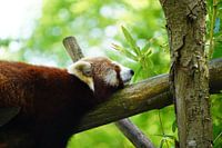 Panda roux au repos