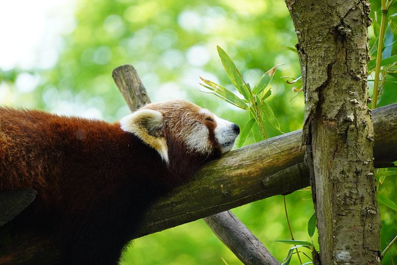 Panda roux au repos par Wouter van der Pluym