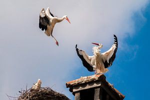 Storch von Felix Brönnimann