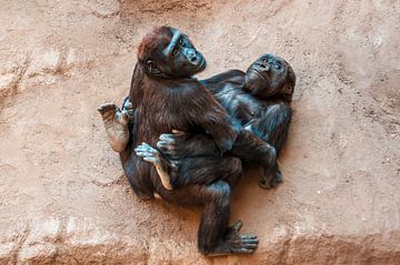 Gorilla Kinder spielen von Mario Plechaty Photography