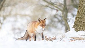 Rode vos in de sneeuw