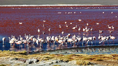 The flamingos of Laguna Colorada