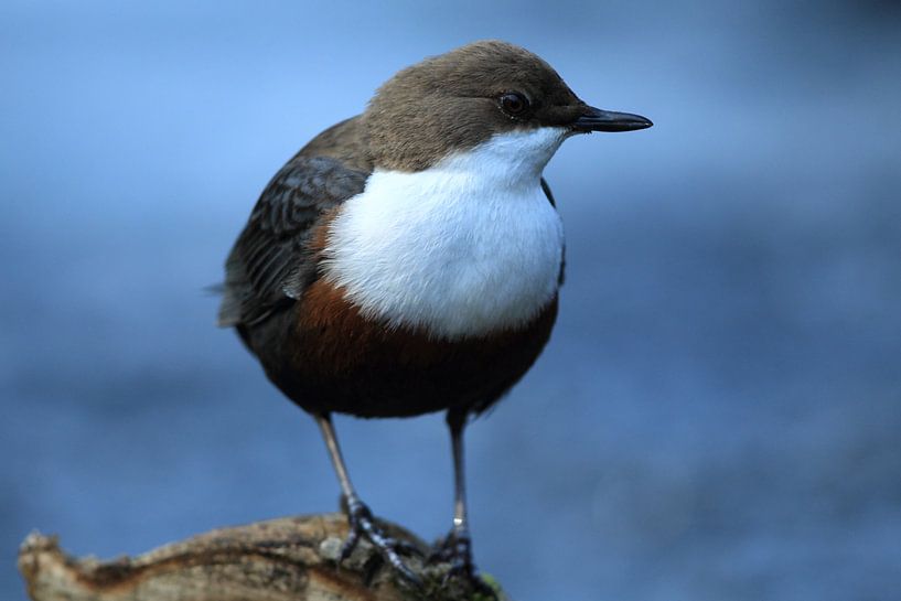 Dipper Germany by Frank Fichtmüller