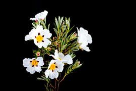 Bloeiende rotsroos - Cistus ladanifer by Eye on You