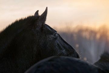 Andalusiër in de zonsondergang van Carola Meyer