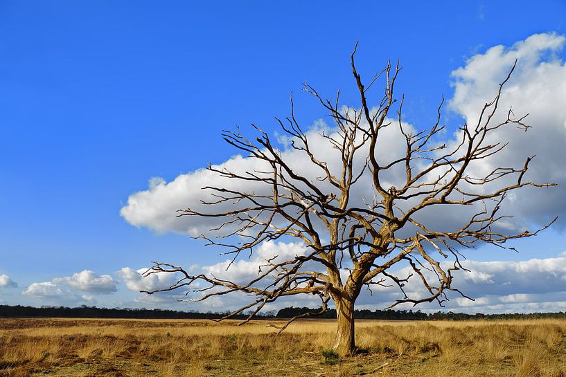 Clouds as leaves by BHotography