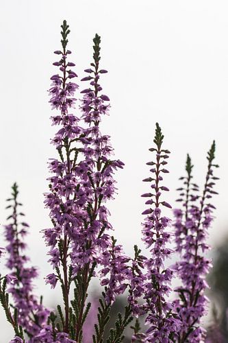 close up of purple heather