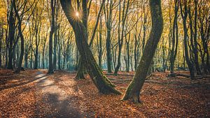Speulderbos [Blauwe Herfstochtend II]