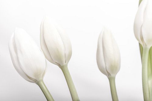 White tulips together
