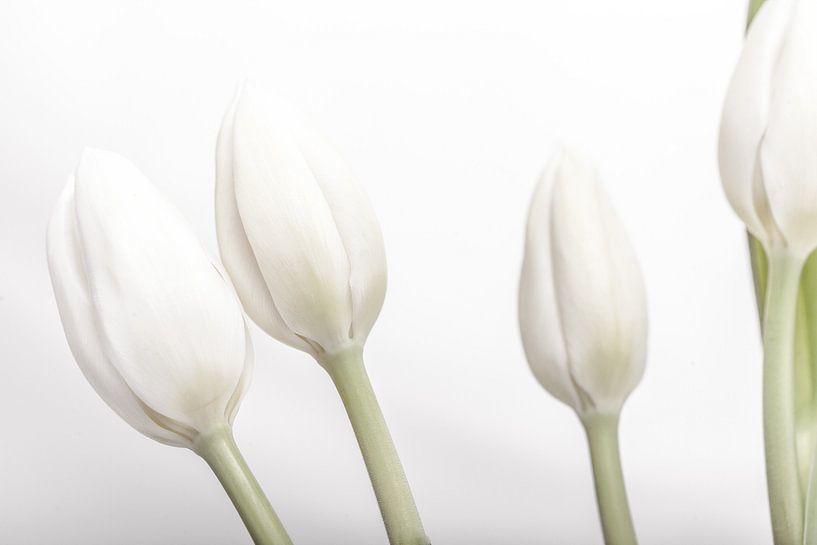 White tulips together van Willy Sybesma