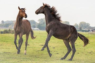 Jonge hengsten in de ochtend dauw van Puja Sonneveld