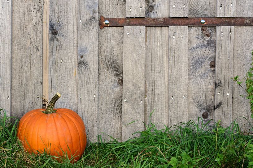 Pumpkin in front of the wooden wall by Ulrike Leone