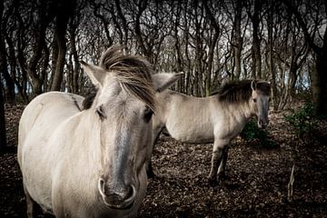 wilde paarden in het landschap