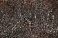 kleine struikachtige dwergberken in IJsland