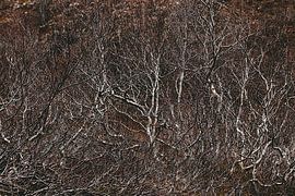 small bushy dwarf birches in Iceland by stewic_
