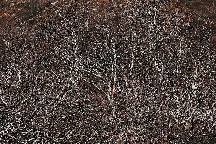 kleine struikachtige dwergberken in IJsland van stewic_