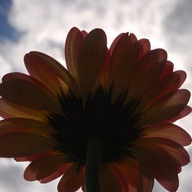Onderkant van een Gerbera gefotografeerd tegen het zonlicht in  van Amanda van Herwijnen