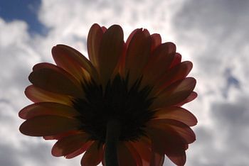 Onderkant van een Gerbera gefotografeerd tegen het zonlicht in 