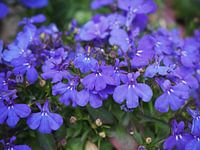 Blaue Oase