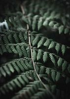 Branch of Ferns