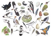 Das Leben der Vögel. von Jasper de Ruiter Miniaturansicht