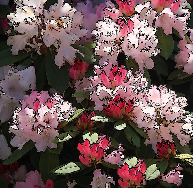 Azalee auch Rhododendron genannt. von Jose Lok
