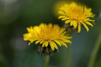 Paardenbloem of Zonnebloem?