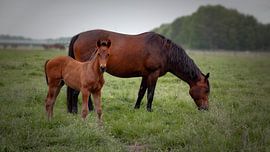 Kommiedoen? van Jan van der Knaap