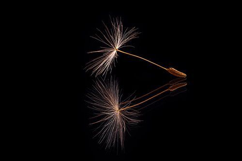 A fluff of a dandelion