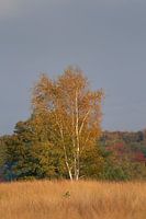 Berk in herfstkleuren
