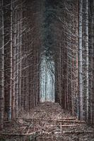 Forêt