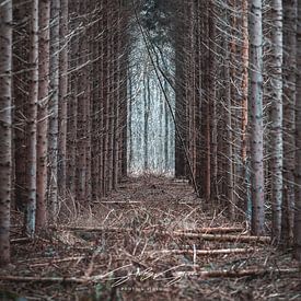 Forest by Steven Luchtmeijer