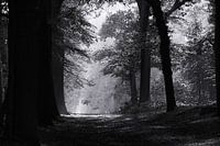 Forêt d'argent