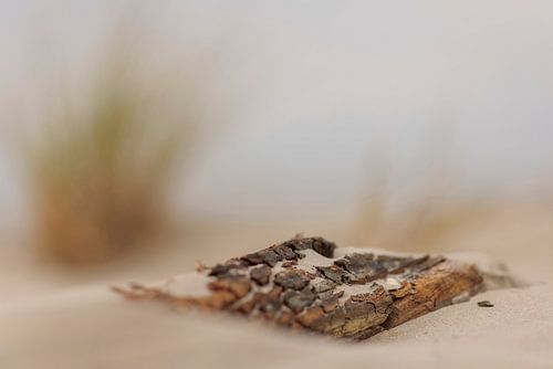 Schiermonnikoog - Nature morte sur la plage de la mer du Nord