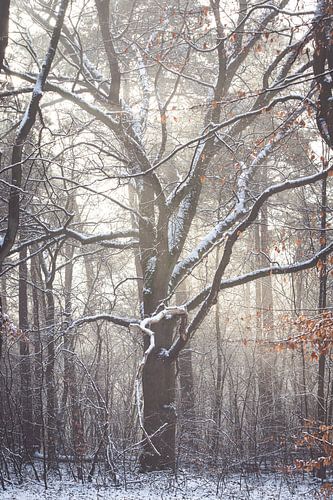 Winterse zonsopkomst op de Utrechtse Heuvelrug!