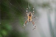 Spinne im Netz von Babetts Bildergalerie Miniaturansicht