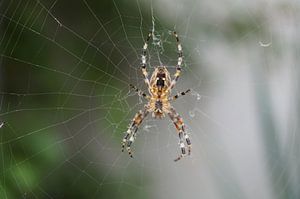 Spinne im Netz