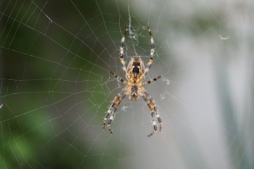 Spin in het web