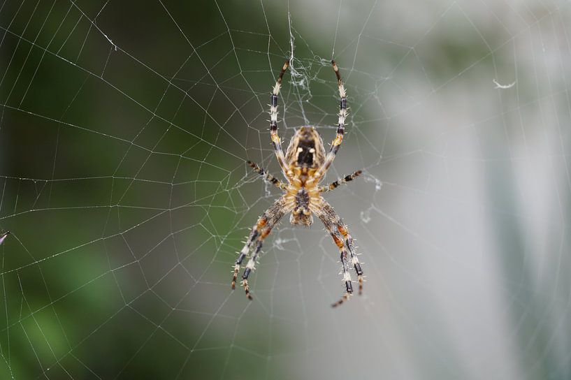 Spinne im Netz von Babetts Bildergalerie