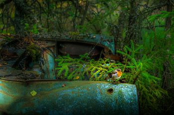 Ake's autokerkhof Krykö Mosse-46