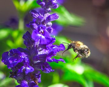 Markro van een vlooiende hommel op een blauwe saliebloem