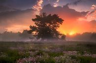 Une soirée de rêve sur la lande hollandaise par Albert Dros Aperçu